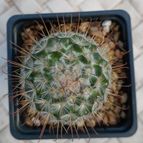 Collecion de Kaktus-grys