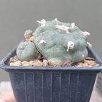 Lophophora williamsii