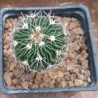 Stenocactus crispatus