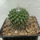 Mammillaria spinosissima fma. unpico