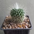 Mammillaria spinosissima fma. unpico