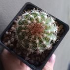 Parodia taratensis