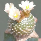 Collecion de Kaktus-grys