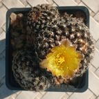 Copiapoa humilis subsp. tenuissima