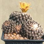 Copiapoa humilis subsp. tenuissima