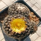 Copiapoa humilis subsp. tenuissima