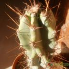 Collecion de Kaktus-grys