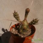 Collecion de Kaktus-grys