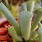 Collecion de Kaktus-grys