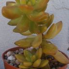Collecion de Kaktus-grys