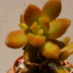 Collecion de Kaktus-grys