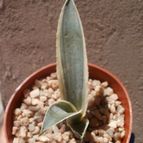 Collecion de Kaktus-grys