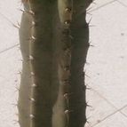 Collecion de Kaktus-grys