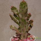 Collecion de Kaktus-grys