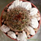 Collecion de Kaktus-grys
