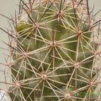 Collecion de Kaktus-grys