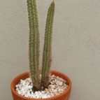 Collecion de Kaktus-grys