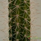 Collecion de Kaktus-grys