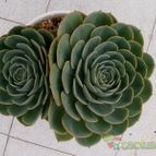 Collecion de Kaktus-grys