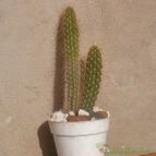Collecion de Kaktus-grys