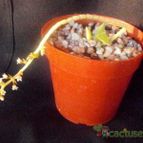 Collecion de Kaktus-grys
