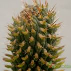 Collecion de Kaktus-grys