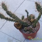 Collecion de Kaktus-grys