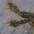 Collecion de Kaktus-grys