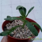 Collecion de Kaktus-grys