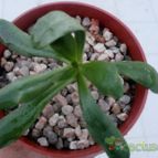 Collecion de Kaktus-grys