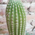 Collecion de Kaktus-grys