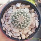 Collecion de Kaktus-grys