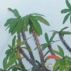 Collecion de Kaktus-grys
