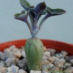 Collecion de Kaktus-grys