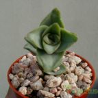 Collecion de Kaktus-grys