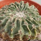 Collecion de Kaktus-grys
