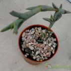 Collecion de Kaktus-grys