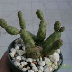 Collecion de Kaktus-grys