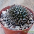 Collecion de Kaktus-grys