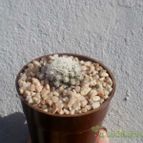 Collecion de Kaktus-grys