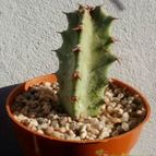 Collecion de Kaktus-grys