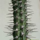 Collecion de Kaktus-grys