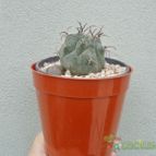 Collecion de Kaktus-grys