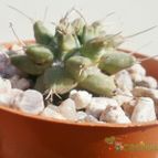 Collecion de Kaktus-grys