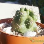 Collecion de Kaktus-grys