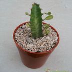 Collecion de Kaktus-grys