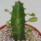 Collecion de Kaktus-grys