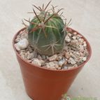 Collecion de Kaktus-grys