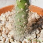 Collecion de Kaktus-grys