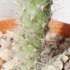 Collecion de Kaktus-grys